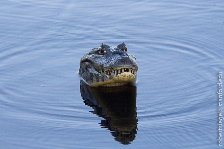 caiman head